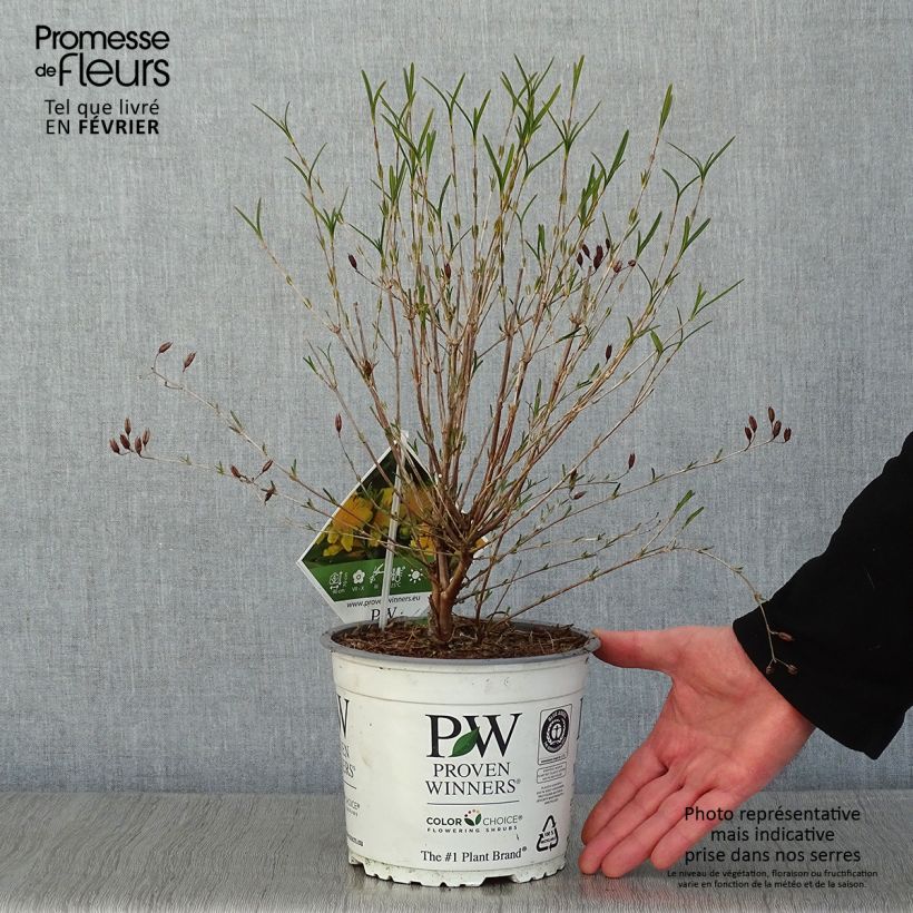 Spécimen de Millepertuis - Hypericum kalmianum Sunny Boulevard Pot de 2L/3L tel que livré en hiver