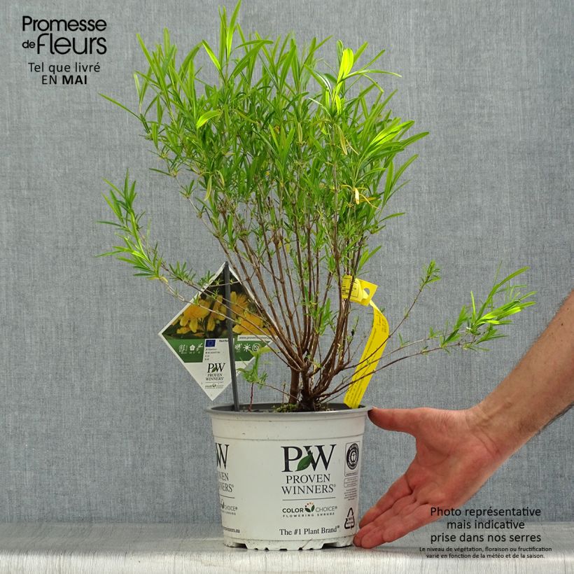 Spécimen de Millepertuis - Hypericum kalmianum Sunny Boulevard Pot de 2L/3L tel que livré au printemps