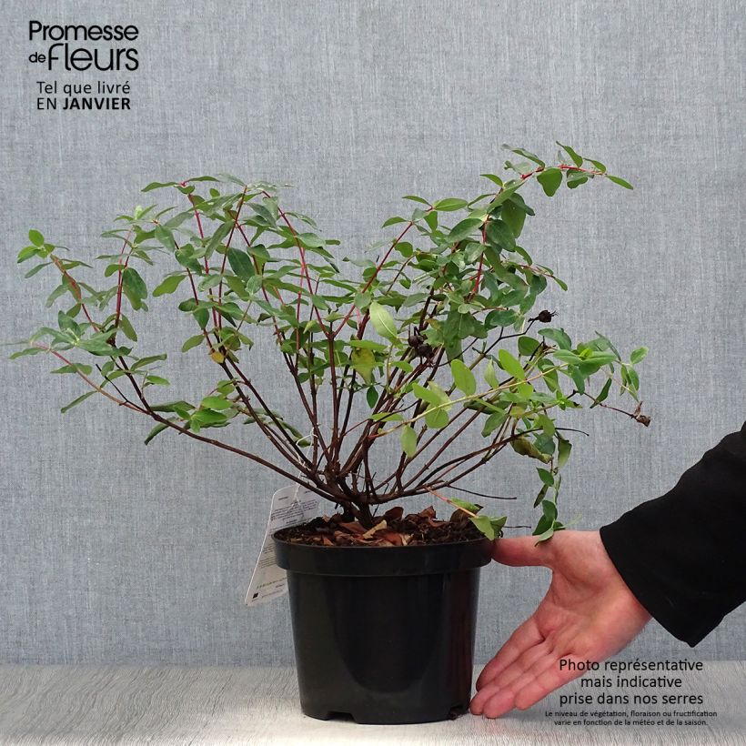 Spécimen de Millepertuis - Hypericum (x) moserianum Pot de 2L/3L tel que livré en hiver