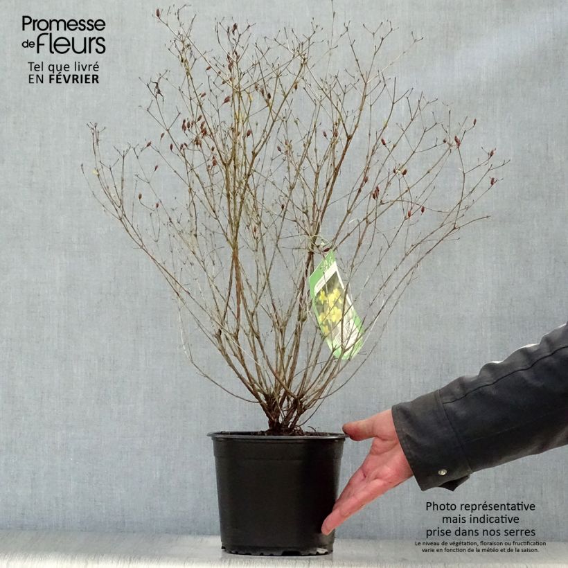 Spécimen de Millepertuis de kalmian - Hypericum kalmianum Gemo Pot de 3L/4L tel que livré en hiver