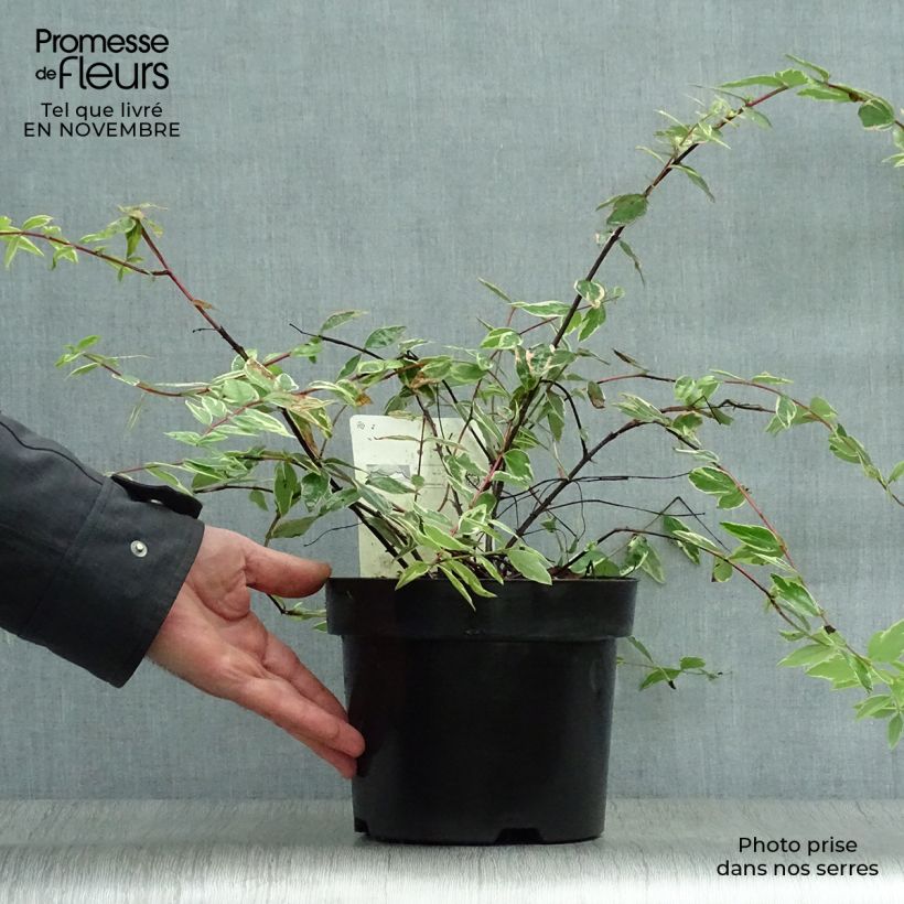 Spécimen de Millepertuis tricolore - Hypericum moserianum Tricolor Pot de 3L/4L tel que livré en automne