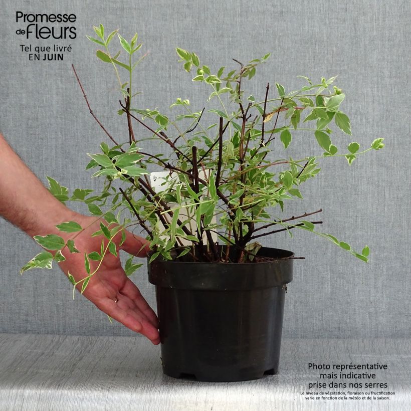 Spécimen de Millepertuis tricolore - Hypericum moserianum Tricolor Pot de 3L/4L tel que livré en été
