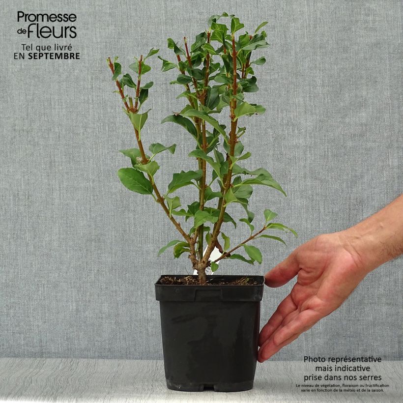 Spécimen de Mimosa de Paris - Forsythia x intermedia Mindor Pot de 2L/3L tel que livré en automne
