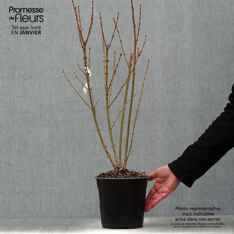 Spécimen de Mimosa de Paris - Forsythia x intermedia Mindor Pot de 4L/5L tel que livré en hiver