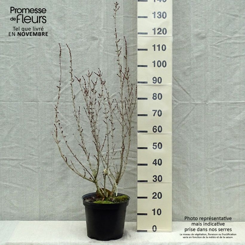 Spécimen de Mimosa de Paris - Forsythia x intermedia Mindor Pot de 7,5L/10L tel que livré en automne