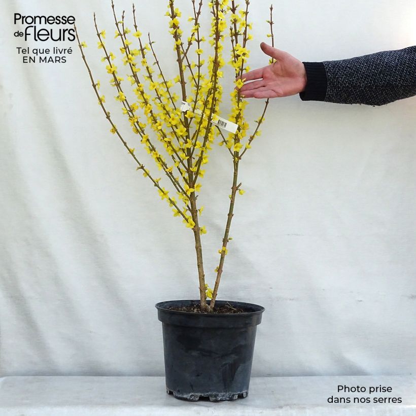 Spécimen de Mimosa de Paris - Forsythia x intermedia Mindor Pot de 7,5L/10L tel que livré en hiver