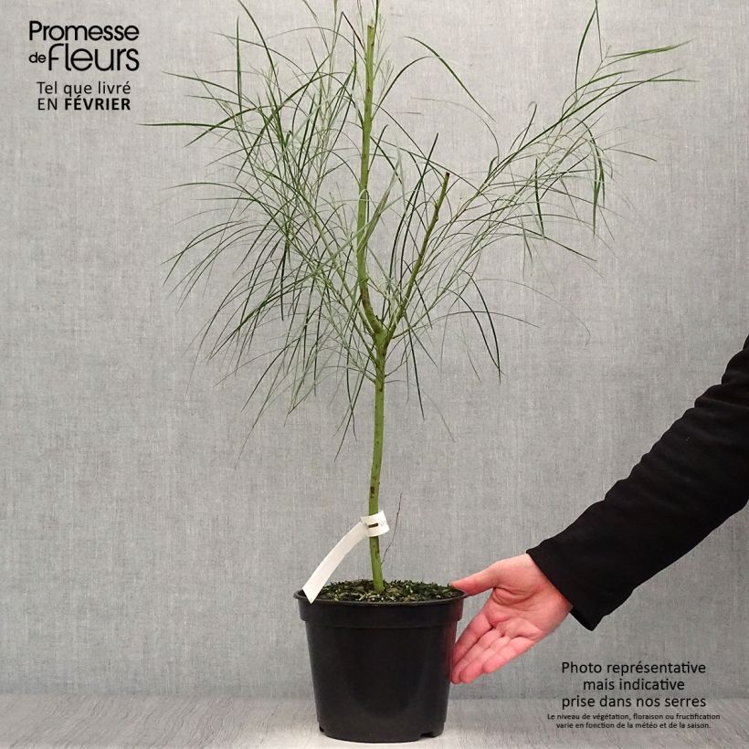 Spécimen de Mimosa des 4 saisons - Acacia retinodes Pot de 2L/3L tel que livré en hiver