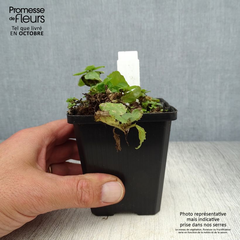 Spécimen de Mimulus luteus Godet de 8/9 cm tel que livré en automne
