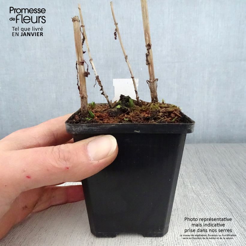 Spécimen de Mimulus ringens - Mimule bleue Godet de 8/9 cm tel que livré en hiver