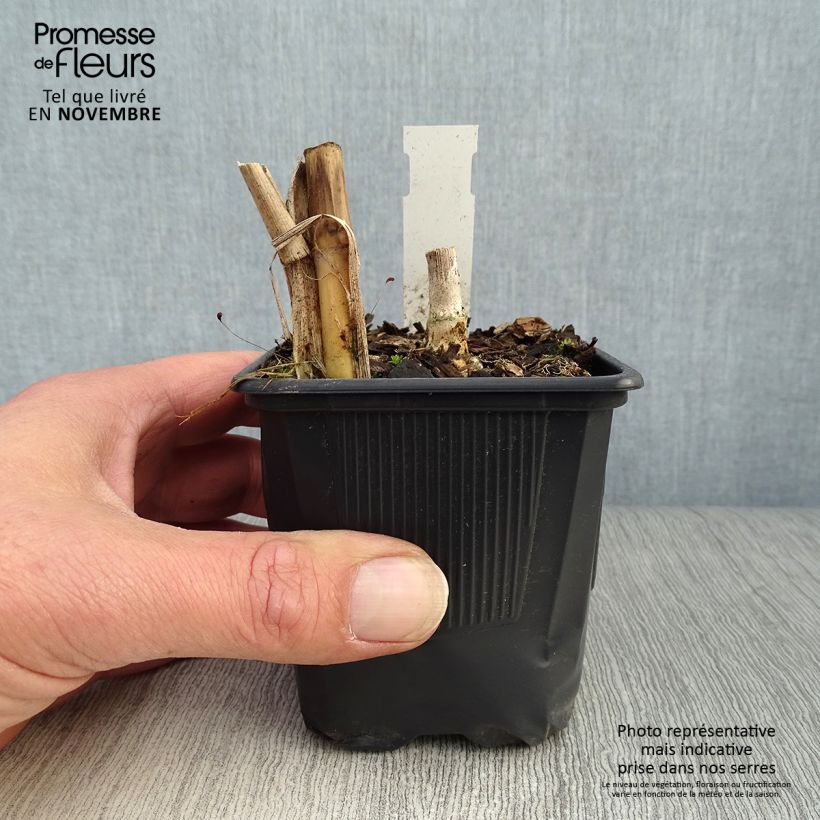 Spécimen de Miscanthus Giganteus - Roseau de Chine géant Godet de 8/9 cm tel que livré en automne