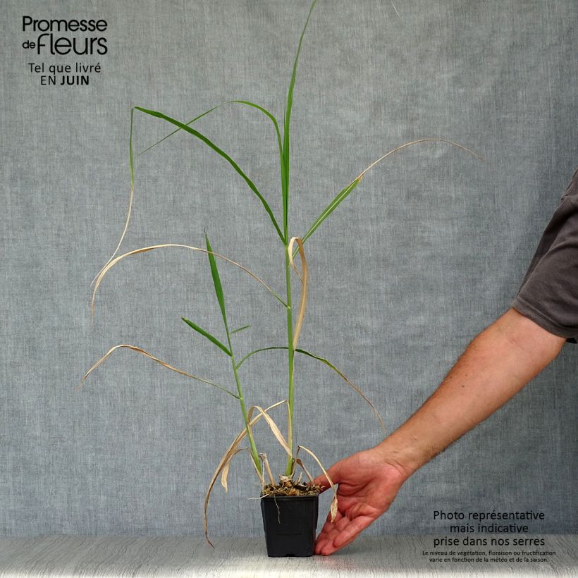 Spécimen de Miscanthus Giganteus - Roseau de Chine géant Godet de 8/9 cm tel que livré en été