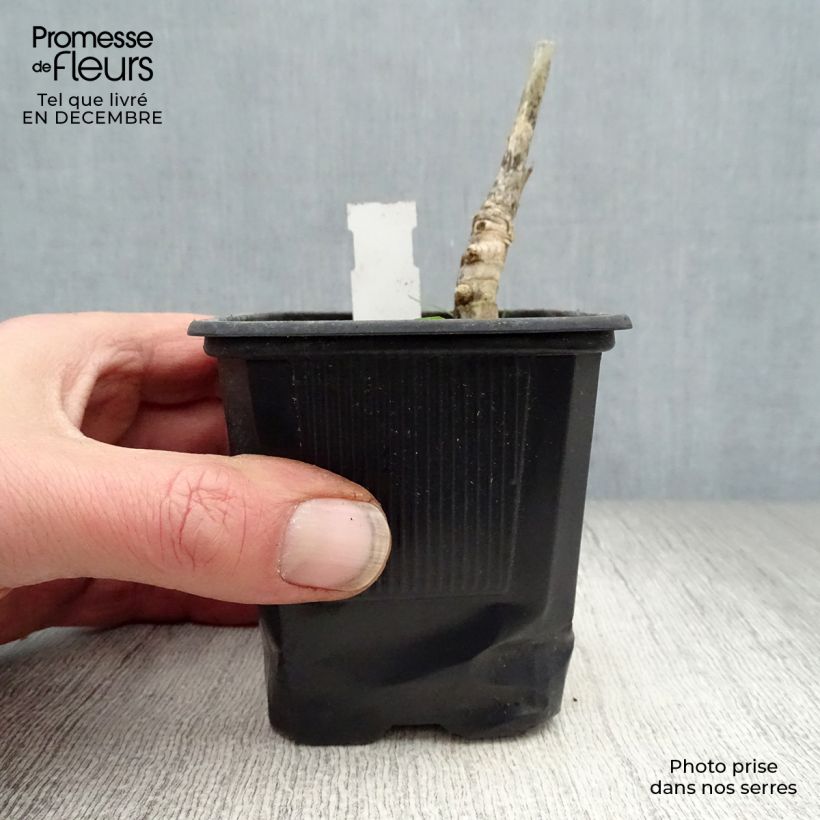 Spécimen de Miscanthus Giganteus - Roseau de Chine géant Godet de 8/9 cm tel que livré en hiver