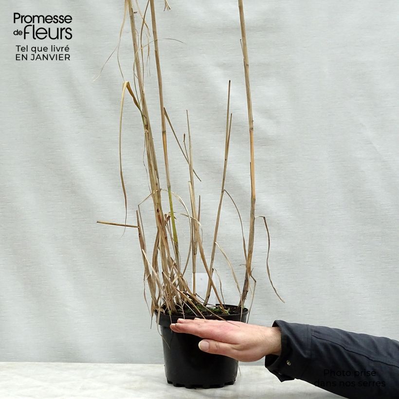 Spécimen de Miscanthus Giganteus - Roseau de Chine géant Pot de 2L/3L tel que livré en hiver
