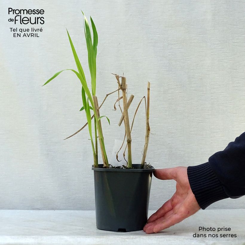 Spécimen de Miscanthus Giganteus - Roseau de Chine géant Pot de 2L/3L tel que livré au printemps