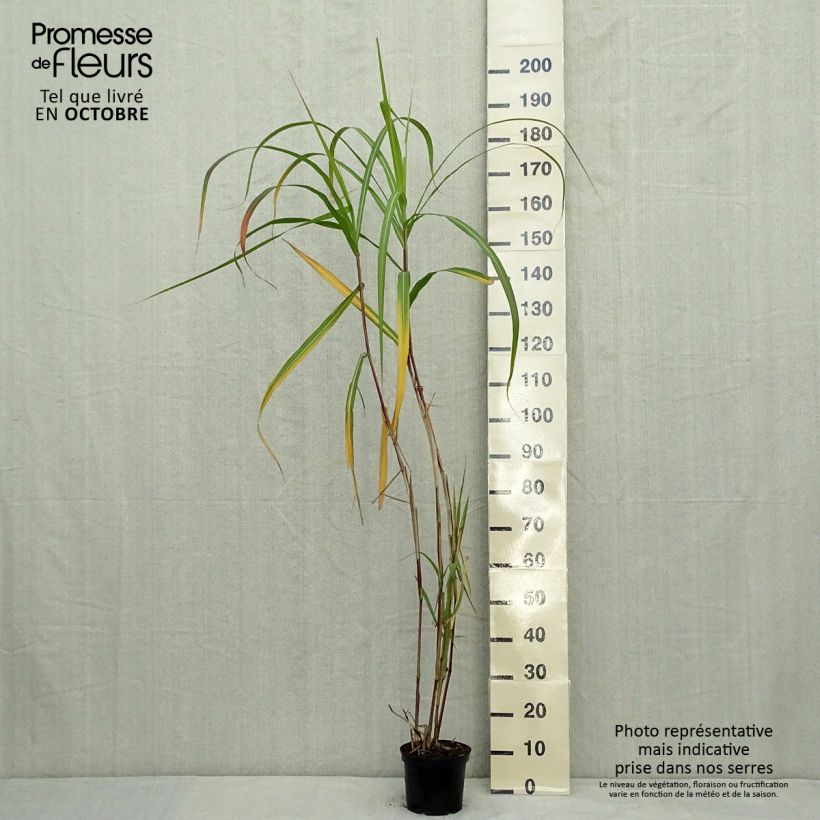 Spécimen de Miscanthus Giganteus - Roseau de Chine géant Pot de 2L/3L tel que livré en automne