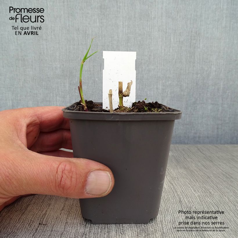 Spécimen de Miscanthus floridulus - Roseau de Chine, Eulalie gigantesque Godet de 8/9 cm tel que livré au printemps