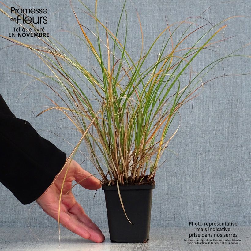 Spécimen de Miscanthus sinensis Adagio - Roseau de Chine Godet de 8/9 cm tel que livré en automne