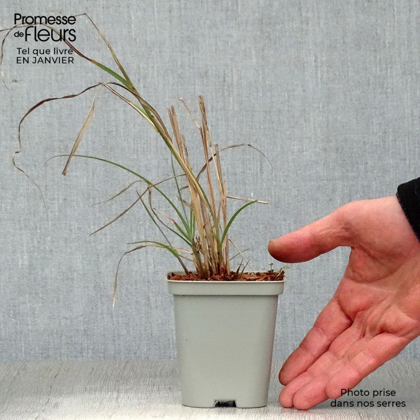 Spécimen de Miscanthus sinensis Adagio - Roseau de Chine Godet de 8/9 cm tel que livré en hiver