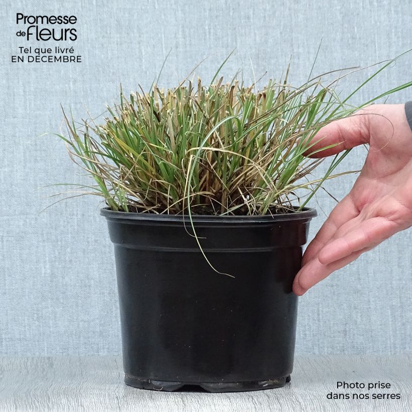 Spécimen de Miscanthus sinensis Adagio - Roseau de Chine Pot de 2L/3L tel que livré en hiver