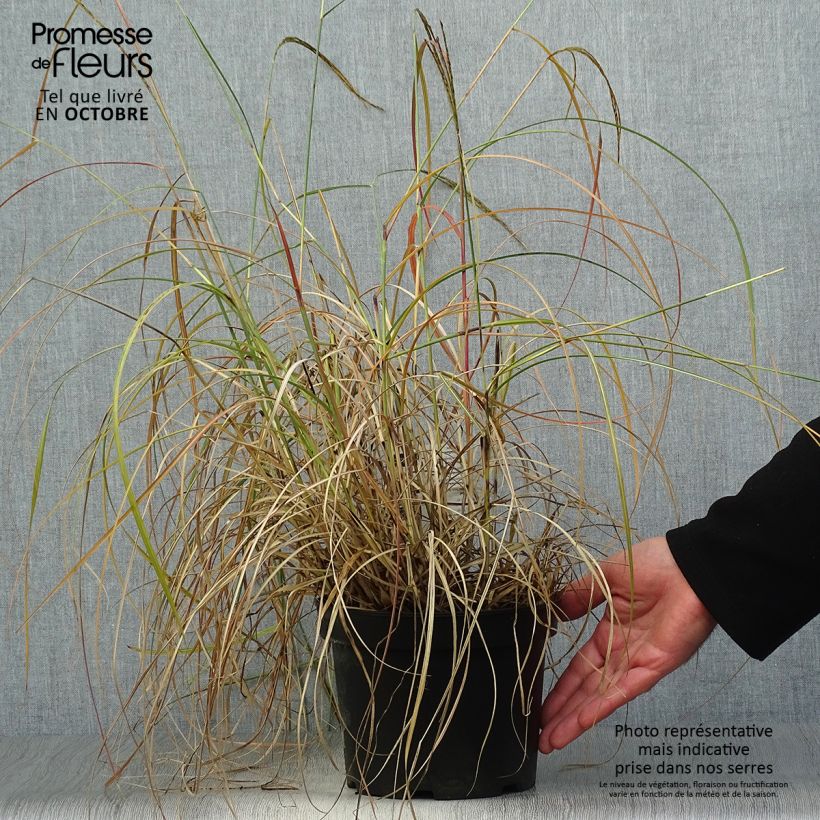 Spécimen de Miscanthus sinensis Adagio - Roseau de Chine Pot de 2L/3L tel que livré en automne