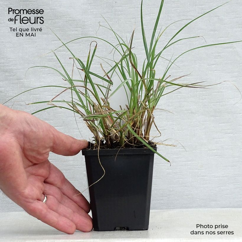 Miscanthus sinensis Adagio Vasetto da 8/9 cm esemplare consegnato in primavera