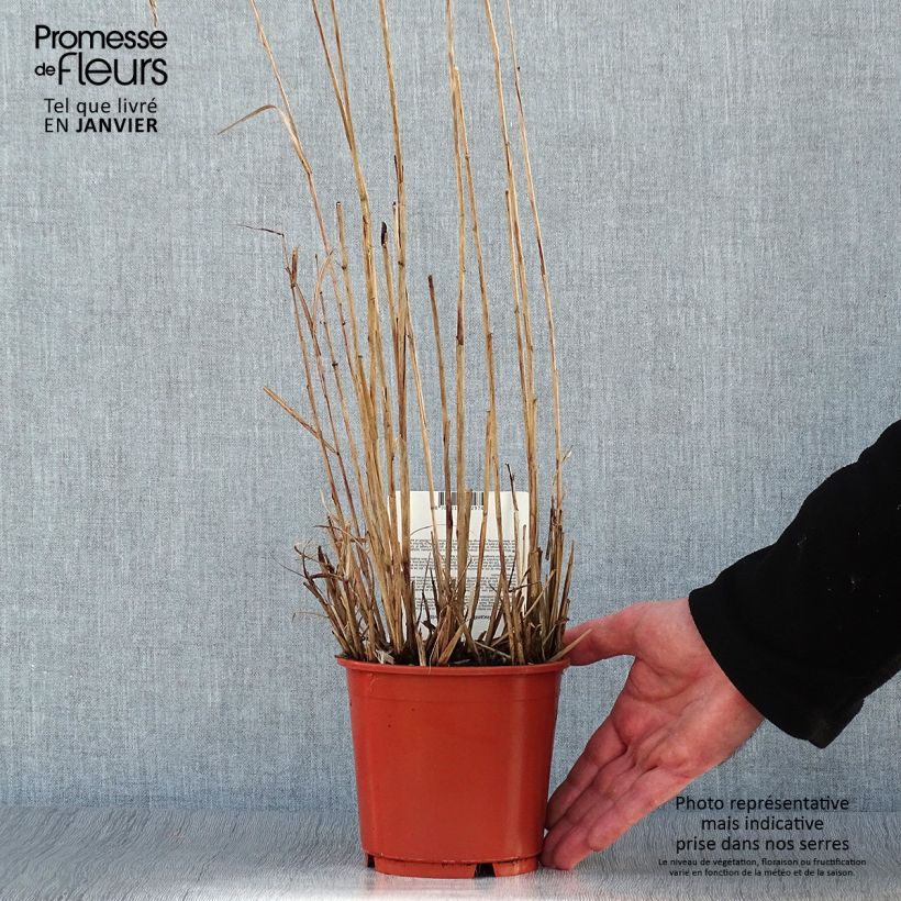 Spécimen de Miscanthus sinensis Aperitiv (Aperitif) - Roseau de Chine Pot de 1L/1,5L tel que livré en hiver