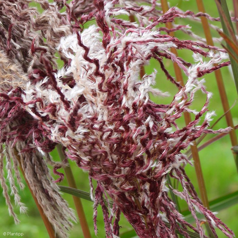 Miscanthus sinensis Boucle - Roseau de Chine (Floraison)