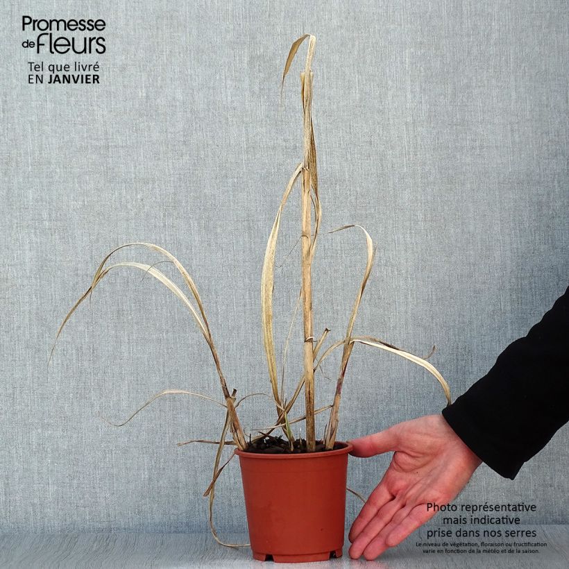Spécimen de Miscanthus sinensis Cosmopolitan - Eulalie, Roseau de Chine Pot de 1L/1,5L tel que livré en hiver