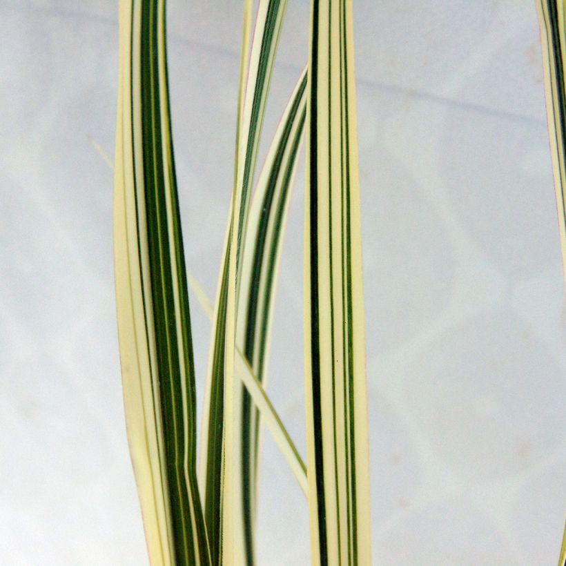 Miscanthus sinensis Cosmopolitan - Eulalie, Roseau de Chine (Feuillage)