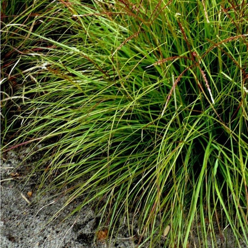 Miscanthus sinensis Cute One - Roseau de Chine nain. (Feuillage)