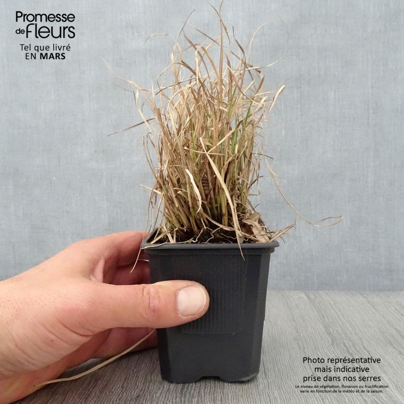 Spécimen de Miscanthus sinensis Cute One - Roseau de Chine nain. Godet de 8/9 cm tel que livré au printemps