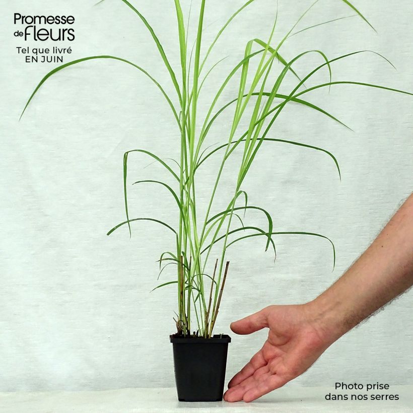 Spécimen de Miscanthus sinensis Dronning Ingrid - Roseau de Chine Godet de 8/9 cm tel que livré en été