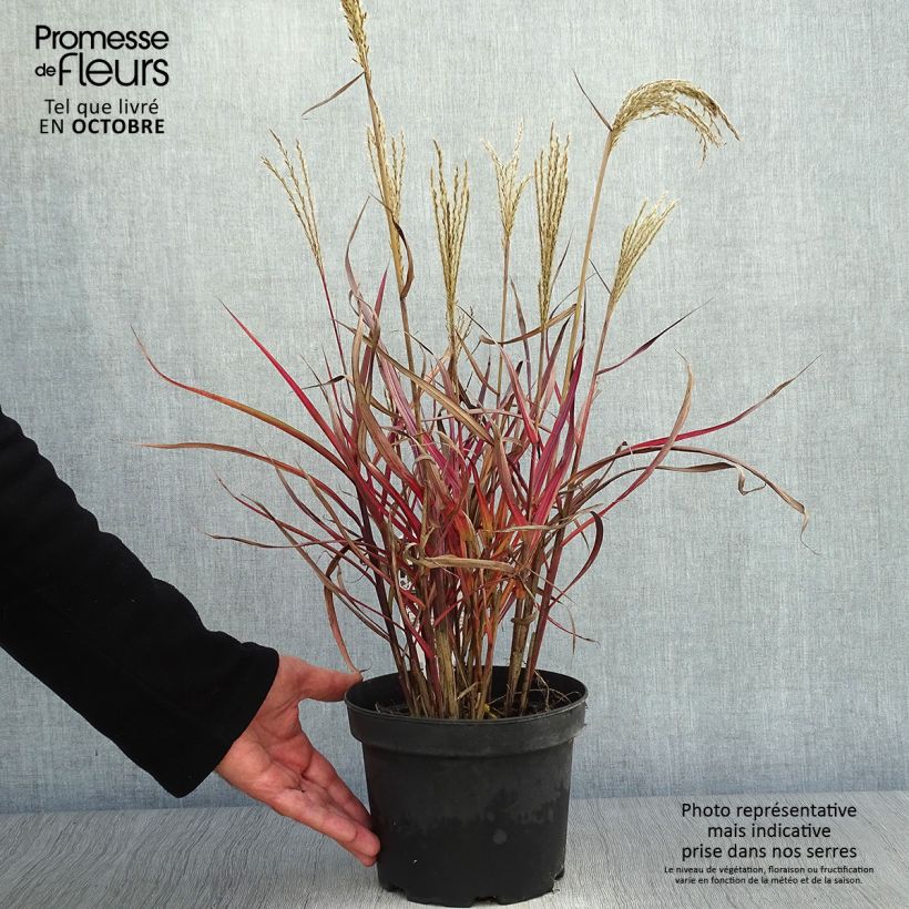 Spécimen de Miscanthus sinensis Dronning Ingrid - Roseau de Chine Pot de 1,5L/2L tel que livré en automne