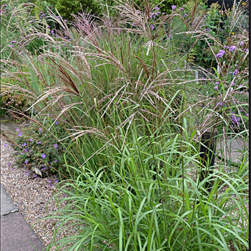 Miscanthus sinensis Emmanuel Lepage - Roseau de Chine (Port)