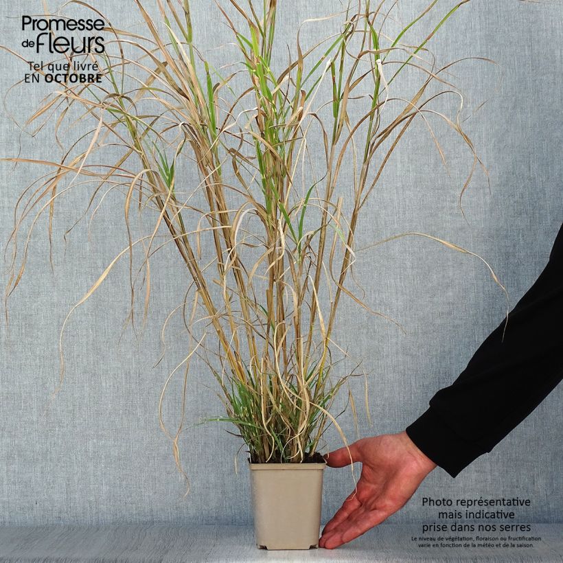 Spécimen de Miscanthus sinensis Etincelle - Roseau de Chine Godet de 8/9 cm tel que livré en automne