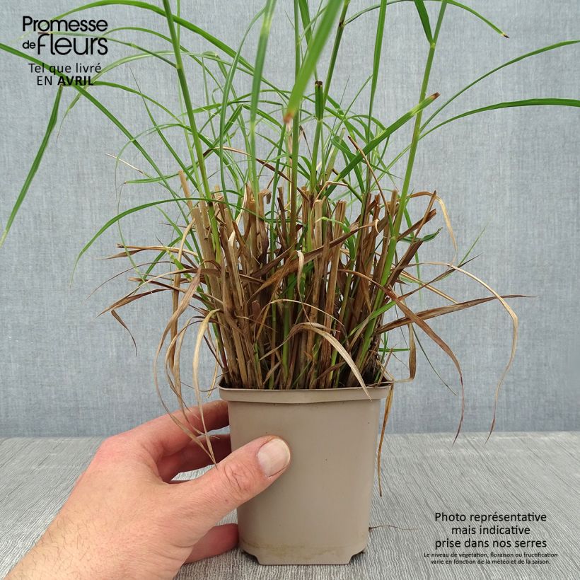 Spécimen de Miscanthus sinensis Etincelle - Roseau de Chine Godet de 8/9 cm tel que livré au printemps