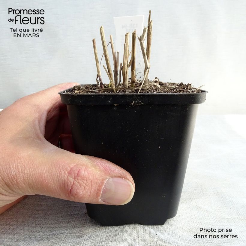 Spécimen de Miscanthus sinensis Ferner Osten - Roseau de Chine Godet de 8/9 cm tel que livré au printemps