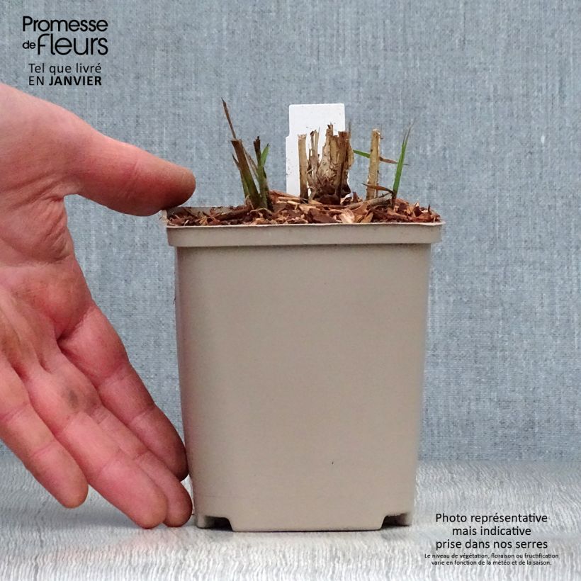 Spécimen de Miscanthus sinensis Flamingo - Eulalie - Roseau de Chine Godet de 8/9 cm tel que livré en hiver