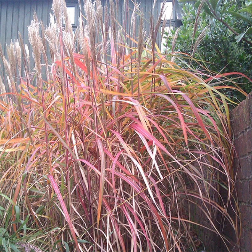 Miscanthus sinensis Ghana - Roseau de Chine (Port)