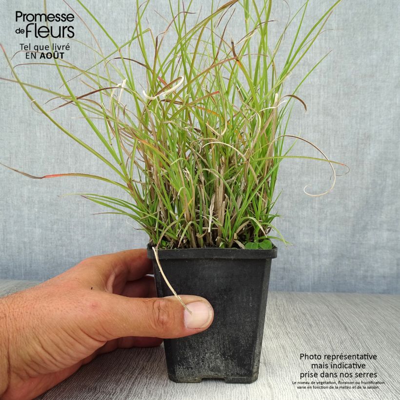 Spécimen de Miscanthus sinensis Gnom - Eulalie, Roseau de Chine Godet de 8/9 cm tel que livré en été