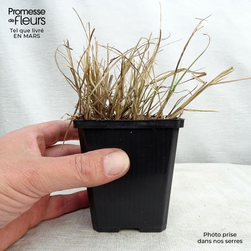 Spécimen de Miscanthus sinensis Gnom - Eulalie, Roseau de Chine Godet de 8/9 cm tel que livré en hiver