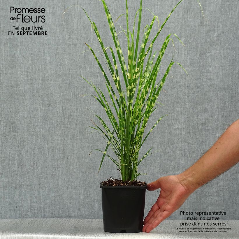 Spécimen de Miscanthus sinensis Gold Bar - Roseau de Chine Pot de 2L/3L tel que livré en automne