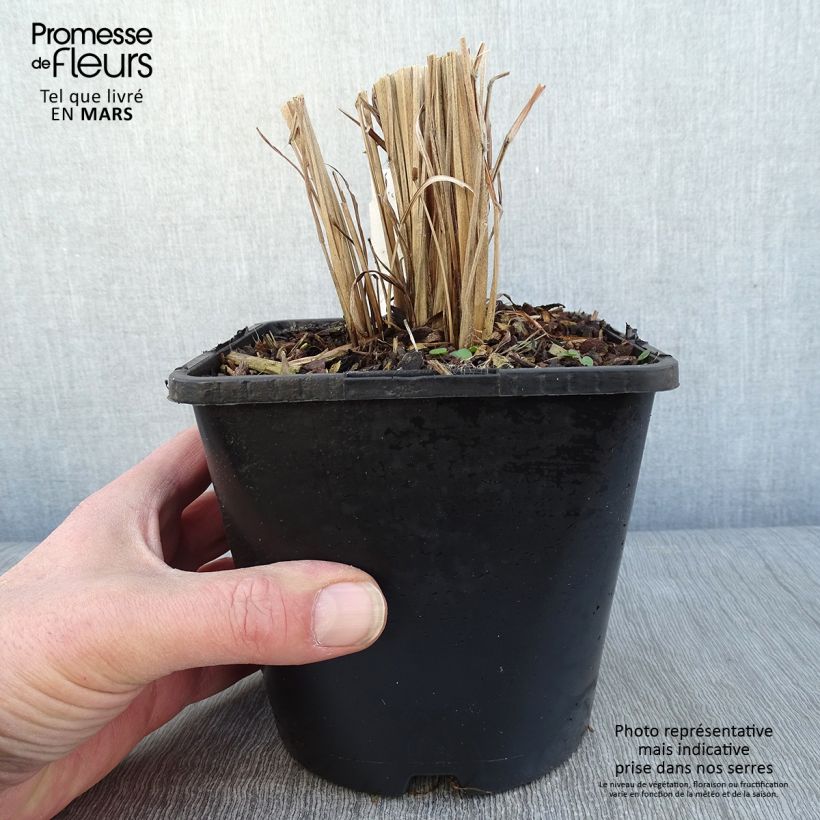 Spécimen de Miscanthus sinensis Gold Bar - Roseau de Chine Pot de 2L/3L tel que livré en hiver