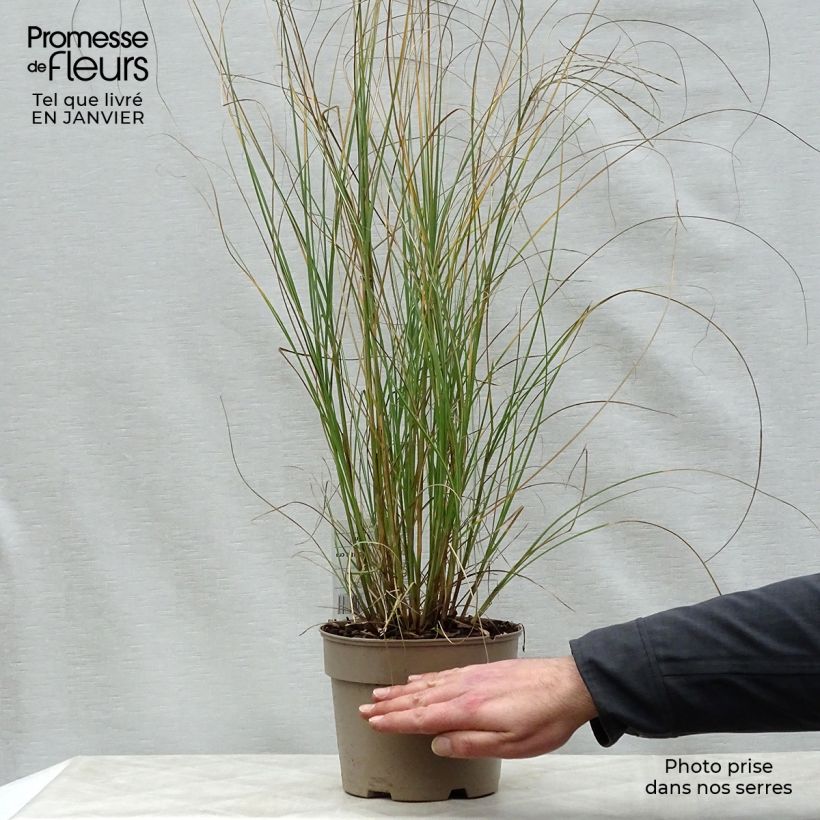 Spécimen de Miscanthus sinensis Gracillimus - Eulalie  Pot de 2L/3L tel que livré en hiver
