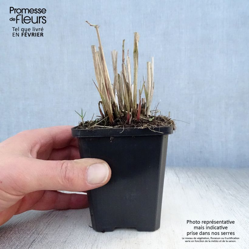 Spécimen de Miscanthus sinensis Graziella - Roseau de Chine Godet de 8/9 cm tel que livré en hiver