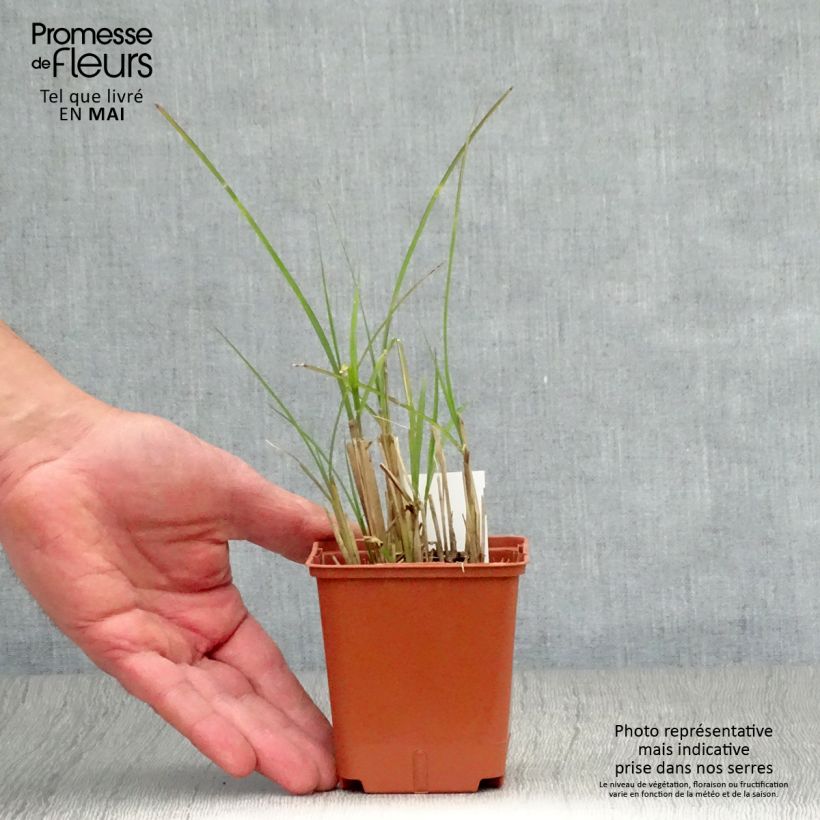 Spécimen de Miscanthus sinensis Graziella - Roseau de Chine Godet de 8/9 cm tel que livré au printemps