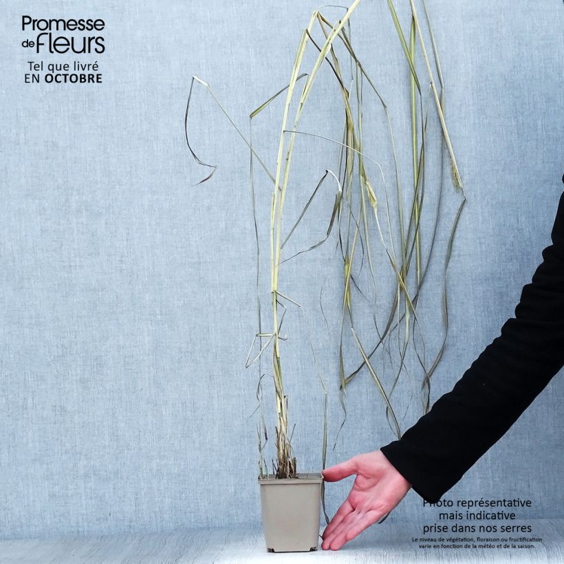 Spécimen de Miscanthus sinensis Kaskade - Roseau de Chine Godet de 8/9 cm tel que livré en automne