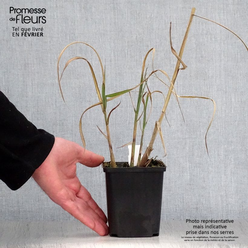 Spécimen de Miscanthus sinensis Kaskade - Roseau de Chine Godet de 8/9 cm tel que livré en hiver