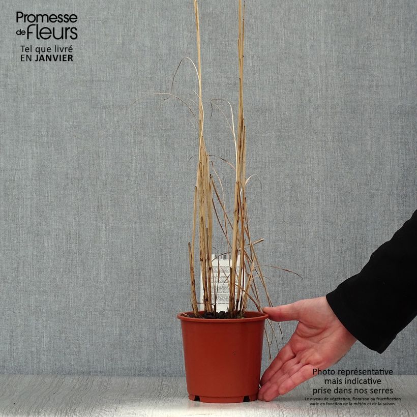 Spécimen de Miscanthus sinensis Kaskade - Roseau de Chine Pot de 1L/1,5L tel que livré en hiver