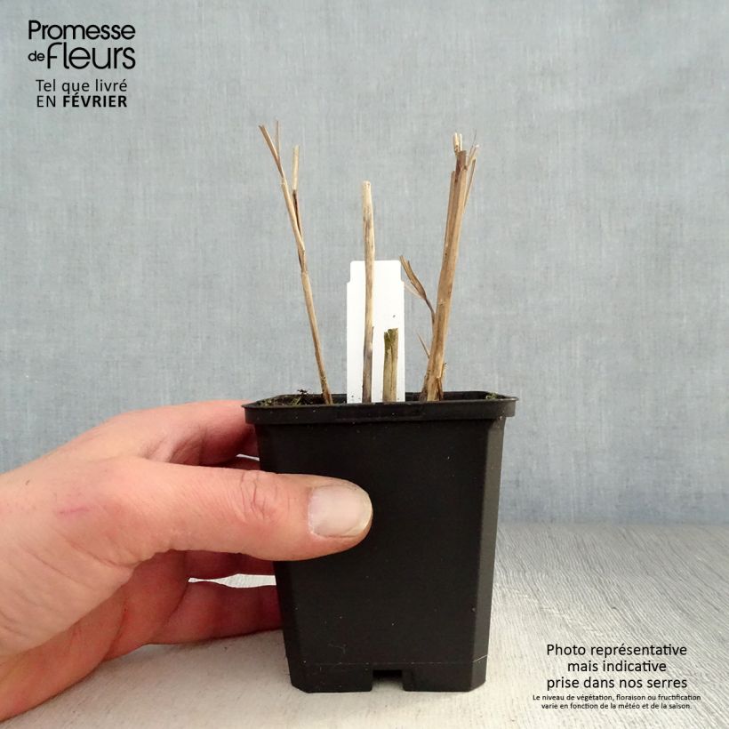 Spécimen de Miscanthus sinensis Kleine Fontäne (Petite Fontaine) Godet de 8/9 cm tel que livré en hiver